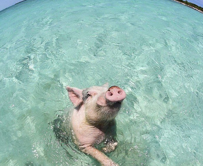 Tim_Videos's tweet photo. rt si ce cochon passe un meilleur été que toi https://t.co/frJeQaTCig