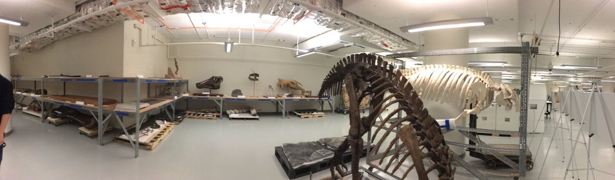 Javier_Montiel1's tweet photo. Walking with dinosaurs @ the backstage of the @NMNH #sseats17 https://t.co/pHes73PJwW