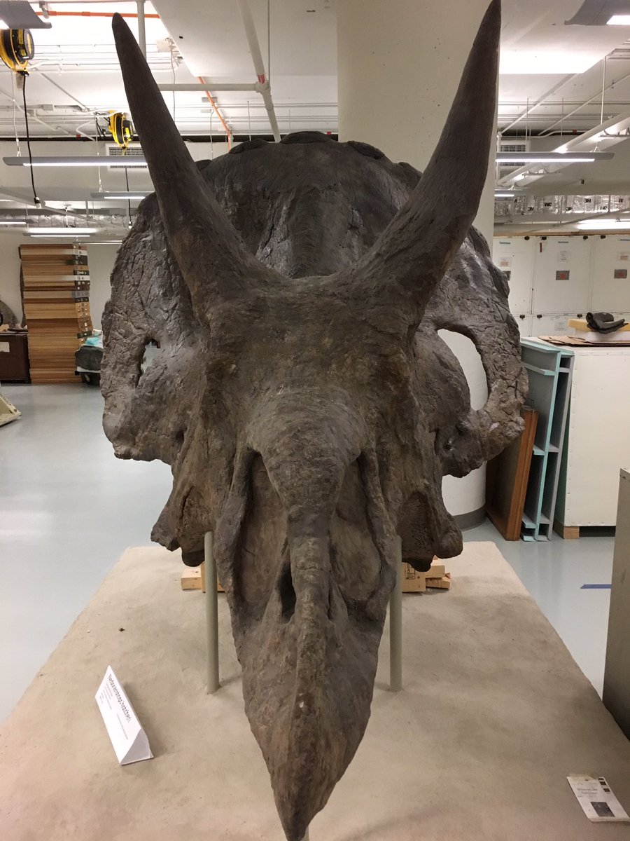 Javier_Montiel1's tweet photo. Walking with dinosaurs @ the backstage of the @NMNH #sseats17 https://t.co/pHes73PJwW