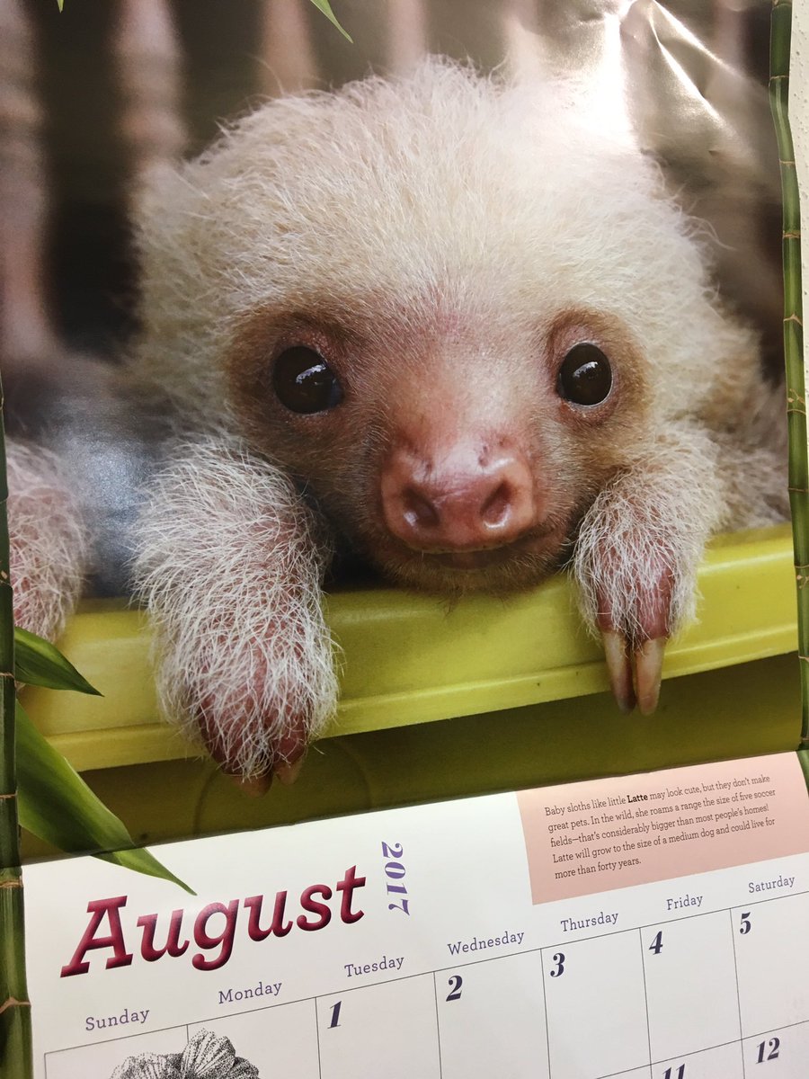Maker_Karen's tweet photo. Meet Latte! In the words of @benheck, "Cyuuuuuuuuuuuuute." Happy August! #SlothoftheMonth @thebenheckshow https://t.co/cUgbPG1nWQ
