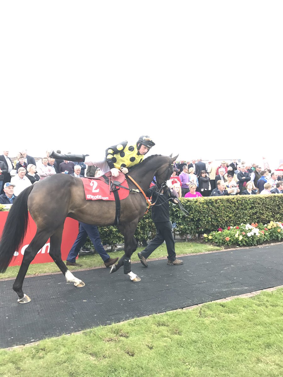 NiamhSpiller's tweet photo. #Argante is home safe & lives to fight another day.Amazing experience as an owner,highly recommended.Thank you @Galway_Races @HSpillerRacing https://t.co/9FRXfjsBCP