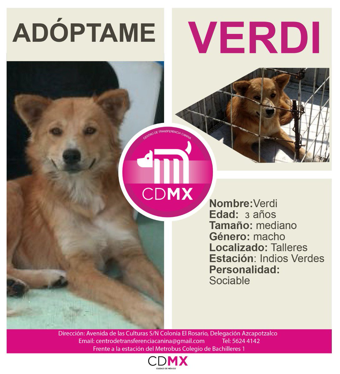 jorgegavino's tweet photo. Después de ser rescatados, ellos fueron cuidados y atendidos clínicamente; ahora necesitan un hogar. RT #AdoptaNoCompres #AUnMetroDeSuHogar https://t.co/mLdcUjn6fc