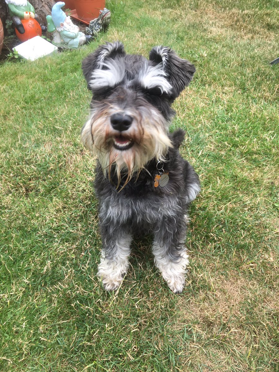 marcthevet's tweet photo. Gonna be sharing some of my #SummerPetTips on @GMB on Thursday at 8.15am :) #gmb #pets #health https://t.co/RRxYeityCr