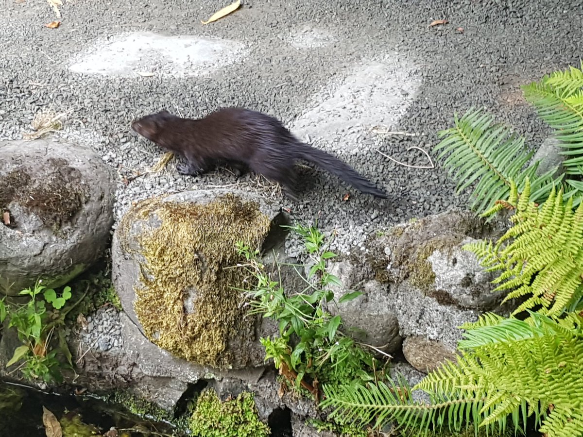 MrBoxallSD67's tweet photo. Investigating the eleven laws of #Senge book The Fifth Discipline with our buddy Oli the otter #maelm #rru

#patienceiskey #smallchanges https://t.co/slHgq2FcPi