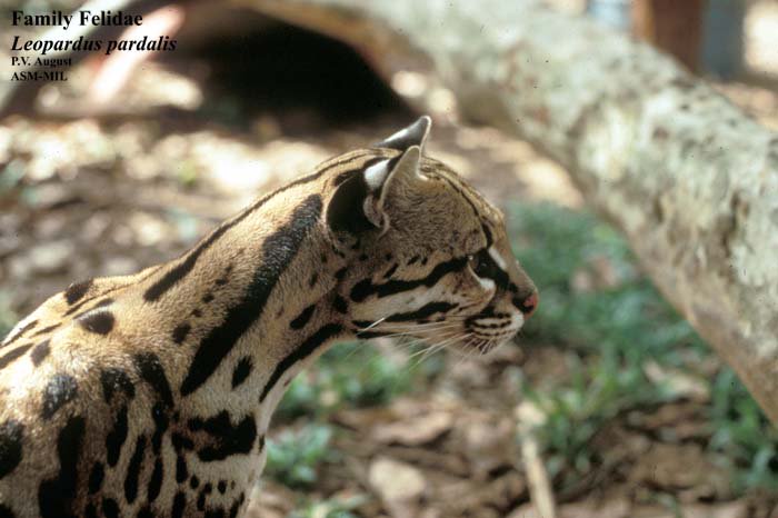 Mammalogists's tweet photo. ASM releases resolution on the the impact of the proposed barrier between Mexico and the United States

https://t.co/IveaxPau5O https://t.co/tTpiLiTTWi