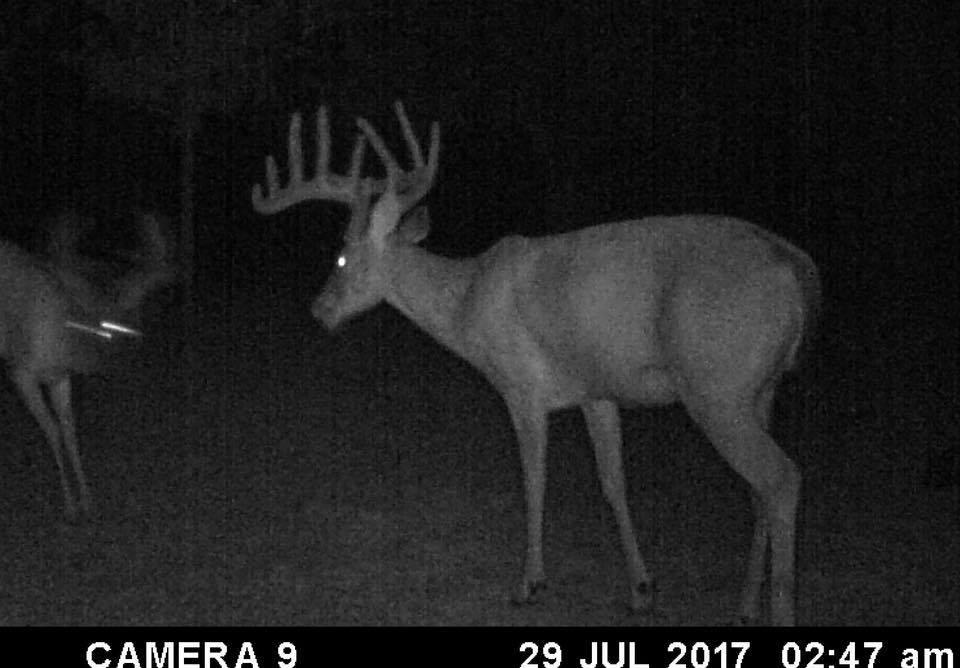 Sent by one of our #members. SW #Arkansas #buck! It's getting about that time, anyone else got a good one on camera? #deer #deerseason