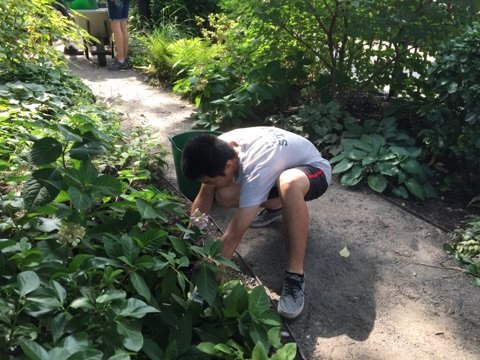 HighLineTeens's tweet photo. Green Council helped to make Cultivate Hell's Kitchen's garden flourish through mulching, pruning, sanding and painting. #HighLineTeens https://t.co/HKVBOcvJxA