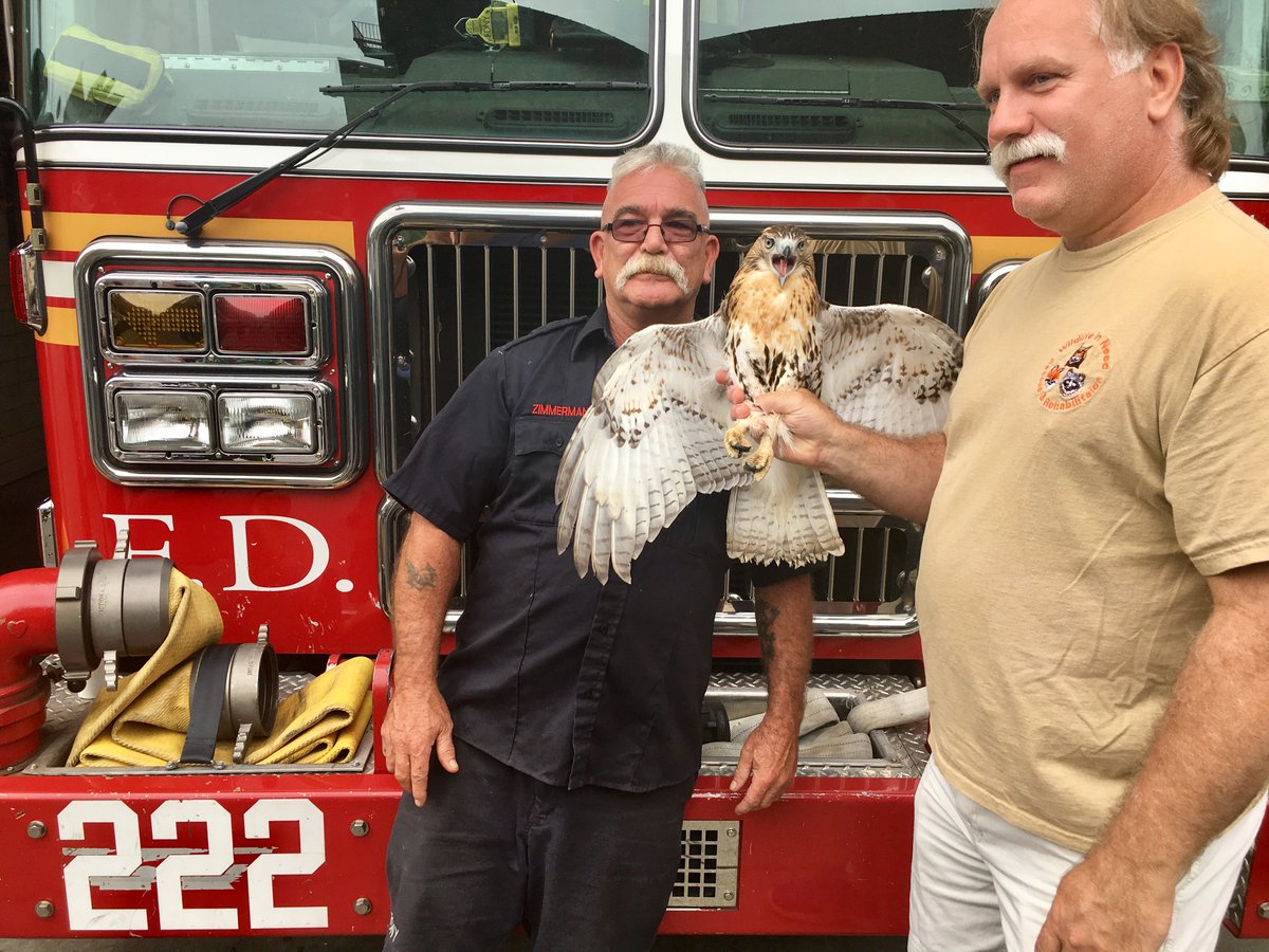 FDNY's tweet photo. #FDNY FF Robert Horvath &amp; #Engine222 released a red-tailed hawk after nurturing it back to health. Read more https://t.co/QrxWgVWWqM https://t.co/xiwEl7xLj5
