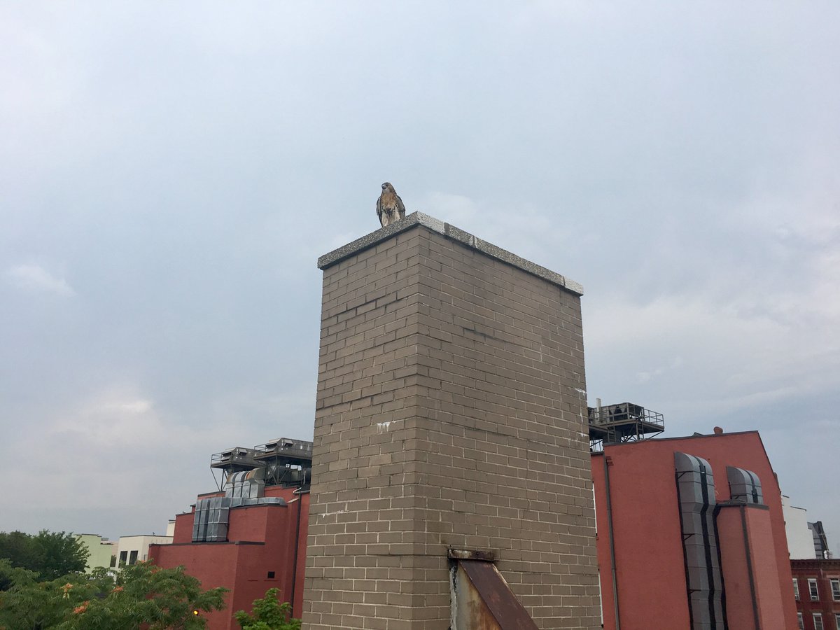 FDNY's tweet photo. #FDNY FF Robert Horvath &amp; #Engine222 released a red-tailed hawk after nurturing it back to health. Read more https://t.co/QrxWgVWWqM https://t.co/xiwEl7xLj5