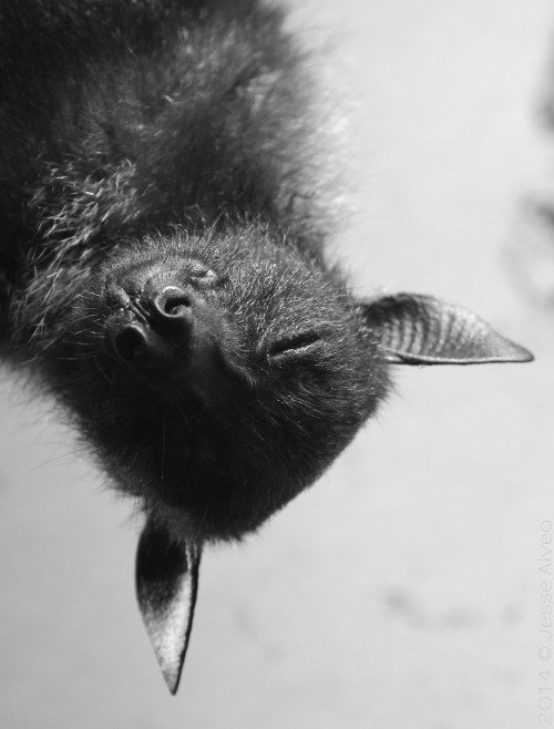 ThomK_MusgVamp's tweet image. FICHA: twitlonger.com/show/n_1sq3372…
🔷Nuevo vampiro en Fakeland
🔷User experimentado
🔷Rol medio a extenso
🔷Sexrol CON trama
🔷Tramas variadas
¿#RT?