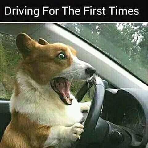 donkrisho's tweet image. That's y.......