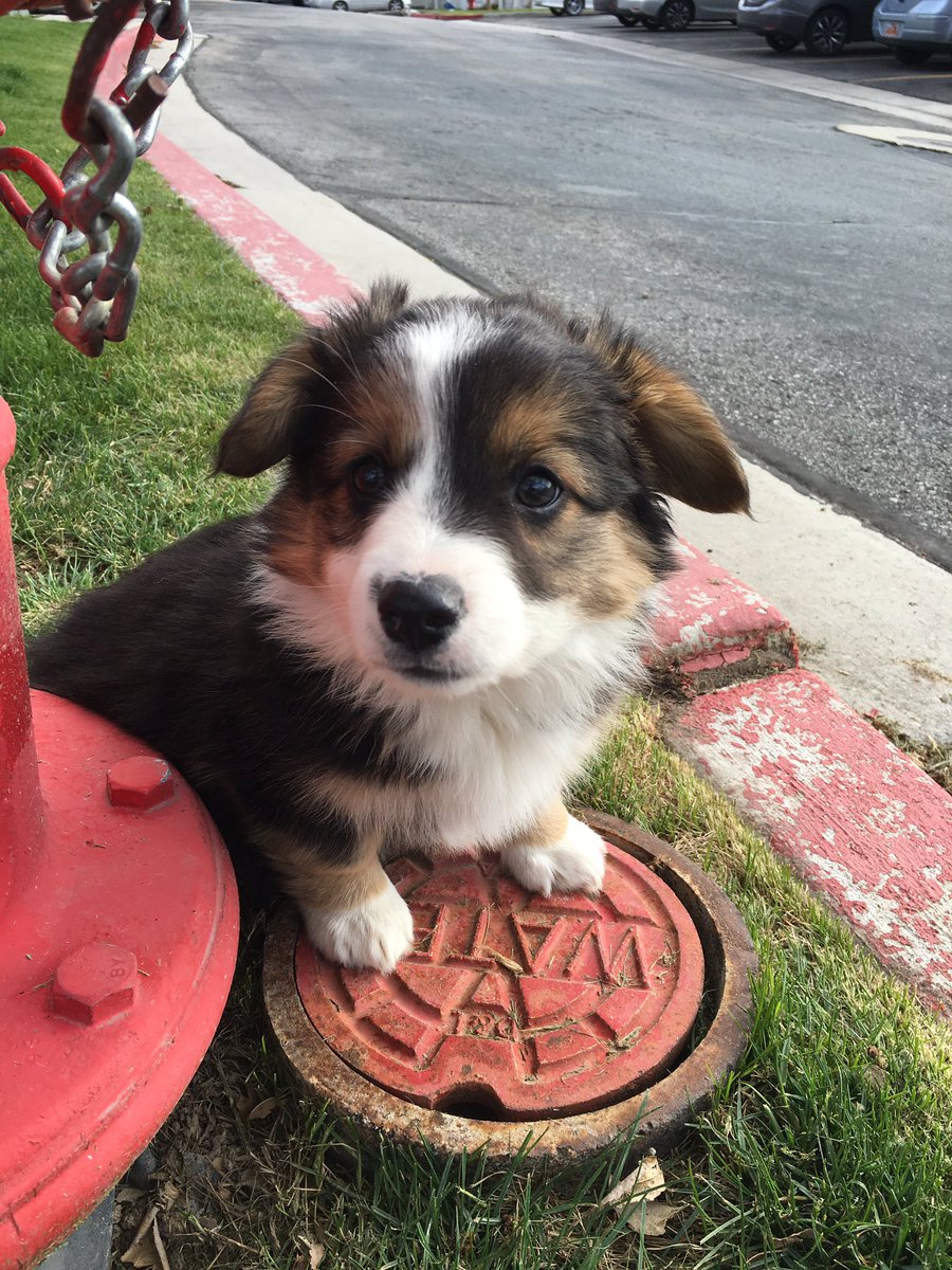 belbs03's tweet photo. @dean_unglert @ashleyiaco How cute is my corgi?! https://t.co/w9tU3khgLG