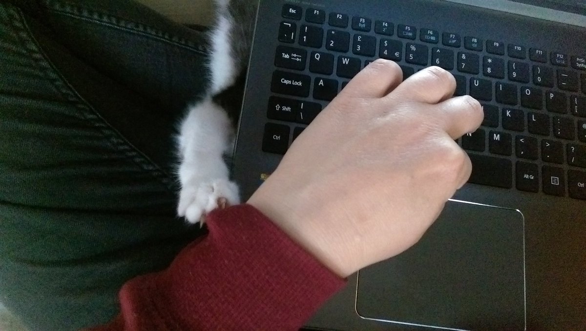 OlsenSuzanne's tweet photo. Kitten: Think you written enough today
Me: Let me just tidy up this sentence
Kitten: No- play with me
Kitten: Now 
Kitten: Or I'll scratch https://t.co/ZtDA9ikx2l
