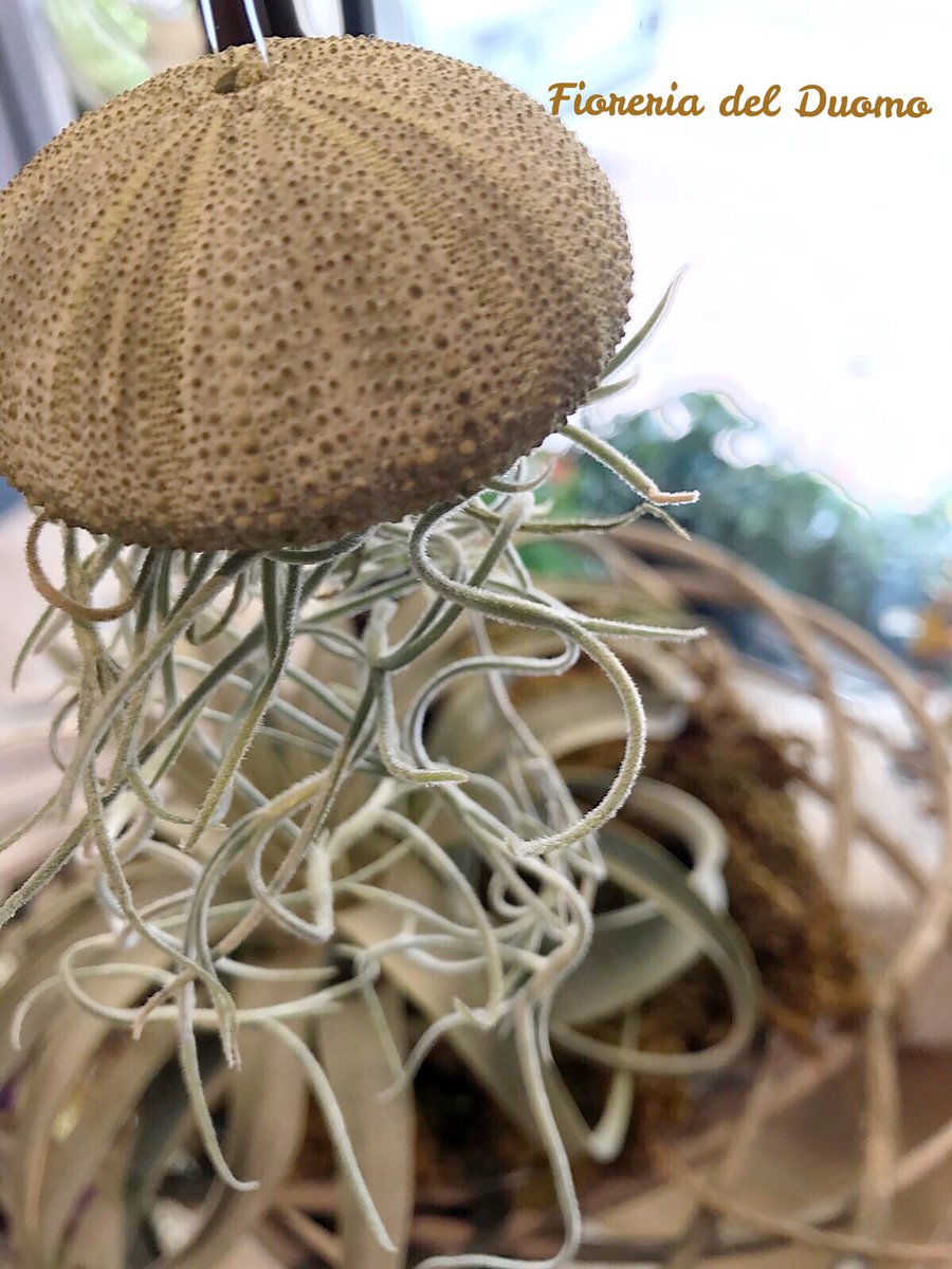 FioreriaDuomo's tweet photo. #jellyfish or #flowerfish https://t.co/nqSdgQmnj2