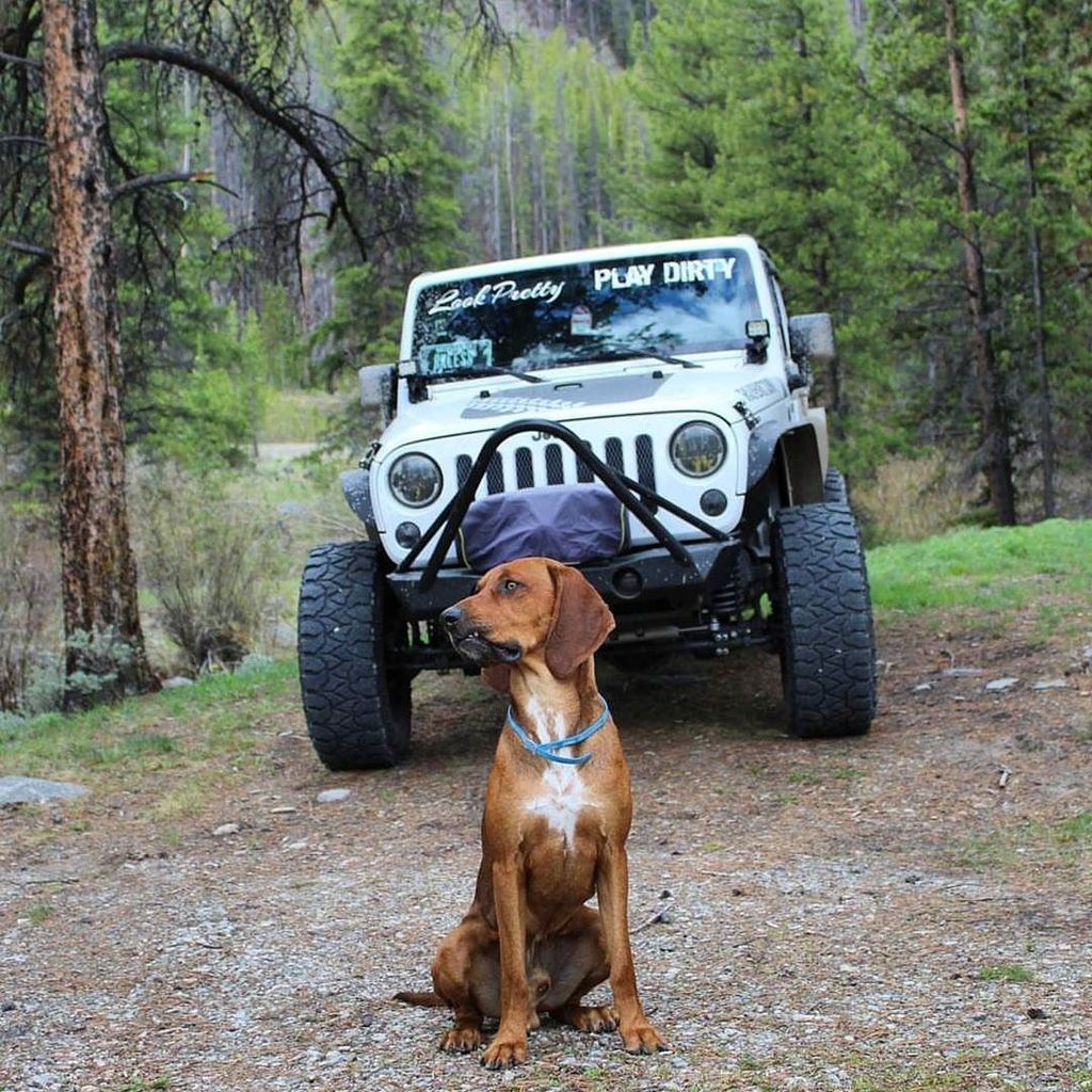 jeepindogs's tweet photo. @reckless.rissa
#jeepindogs #jeep #jeepdog #jeepdogs #jeepindog #jeeplife #jeepsarefordogs #itsajeepthing #mansbe… https://t.co/QjnymGj8uO https://t.co/FkDejDMX9v