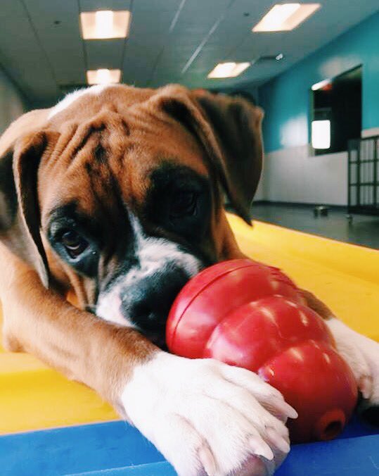 DogtopiaLou's tweet photo. Meet Ramsi! He is a romping, good time having guy! He loves to come get his play on with his friends! We love that squishy face! 💙 https://t.co/G5XUcb7W13