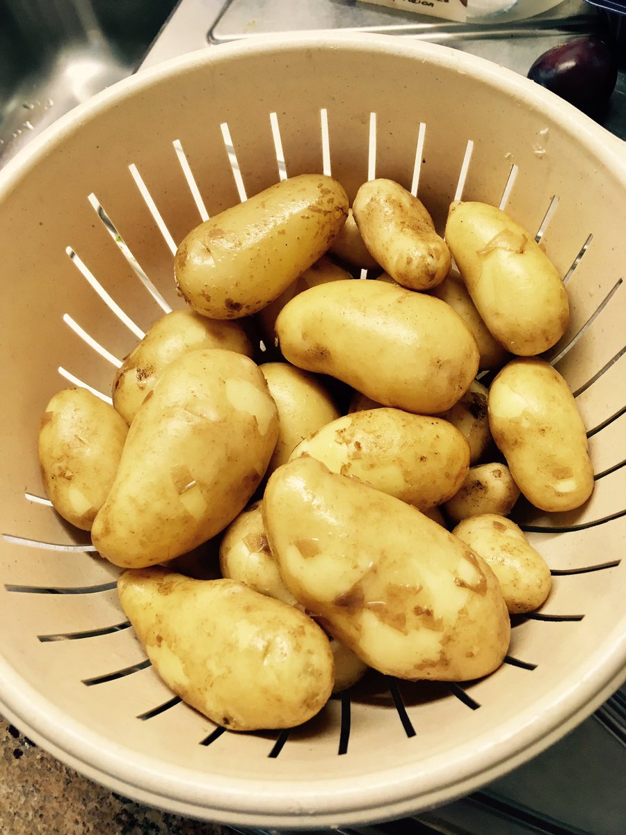 BMBoothAg's tweet photo. First allotment potato harvest 2017! #Earlies #Royals #Savethespud #greatbritishspud https://t.co/36WiLQDbNq