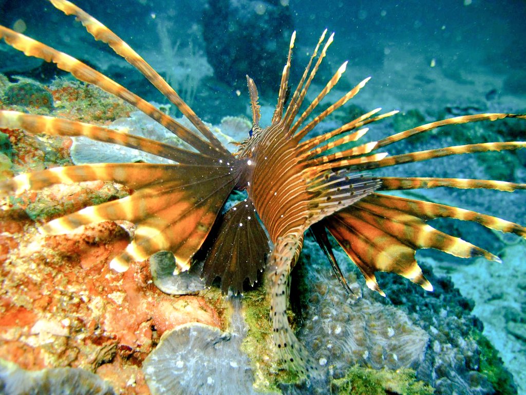 rasmusandamdive's tweet photo. Long fins #rasmusandamdive #deepadventure #khoornajid #reeffish https://t.co/RK59GIuT5M