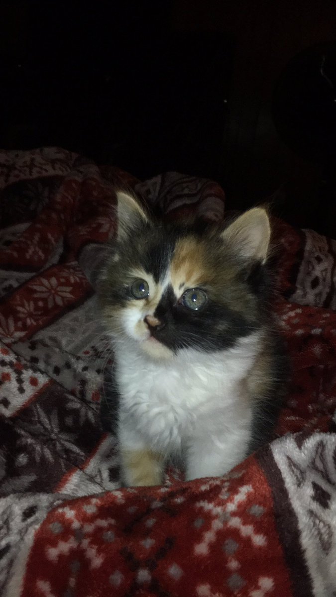 here's a pretty picture of my cat, hope you enjoy. (: