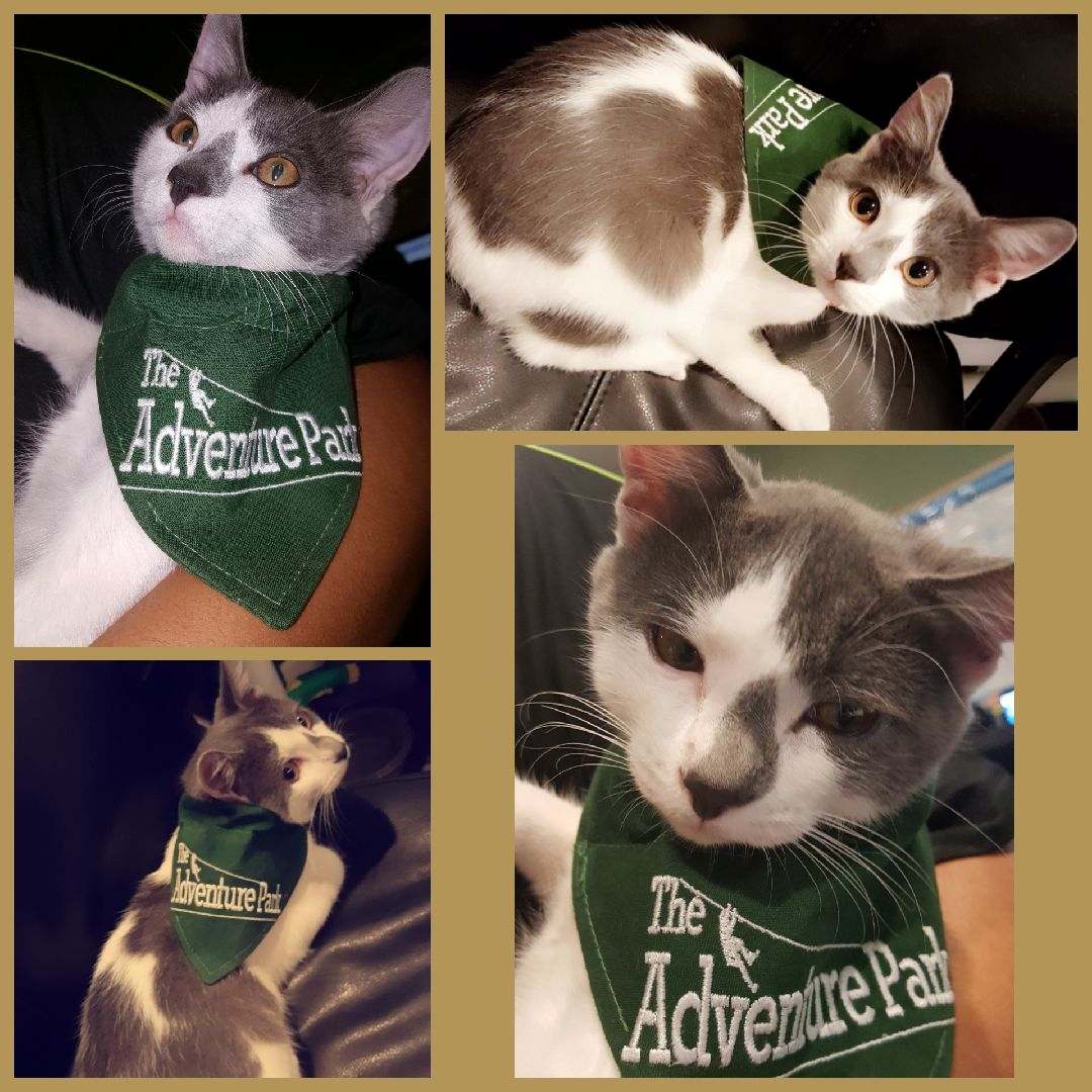 LongIslandAdvs's tweet photo. Look at Tweezle reppin' The Adventure Park! #classykitty #mascot https://t.co/qDOhZnlvF7