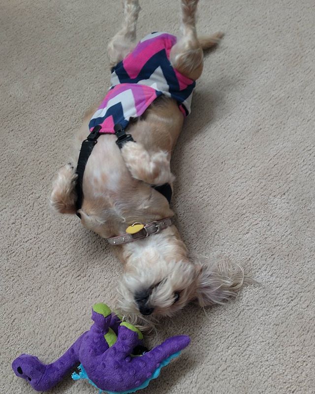 Meet Minnie from jarrettsville, MD having fun in our Diaper Overall #dogdiapers #diaperdog #dachshund barkertime.com/designer-dog-d…