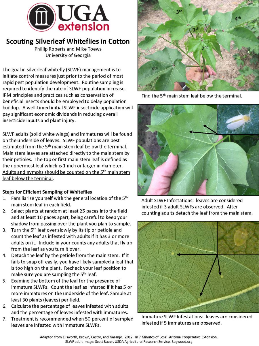 Ron_Smith23's tweet photo. SE AL WHITEFLY ALERT
Silverleaf whiteflies found near threashold in Geneva Co., AL cotton (south) https://t.co/OvfOEMjXzk