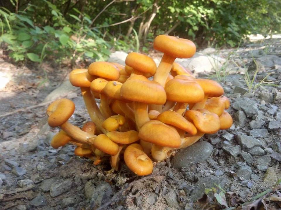 LAWoodsideLove's tweet photo. If I'm not ok later, u know why π€ͺπ #nofilter #nomakeup #nature #NaturePhotography #mushrooms #forest #greeneyes #RealEyebrows #photographyπΏ https://t.co/L9nuObTlwl