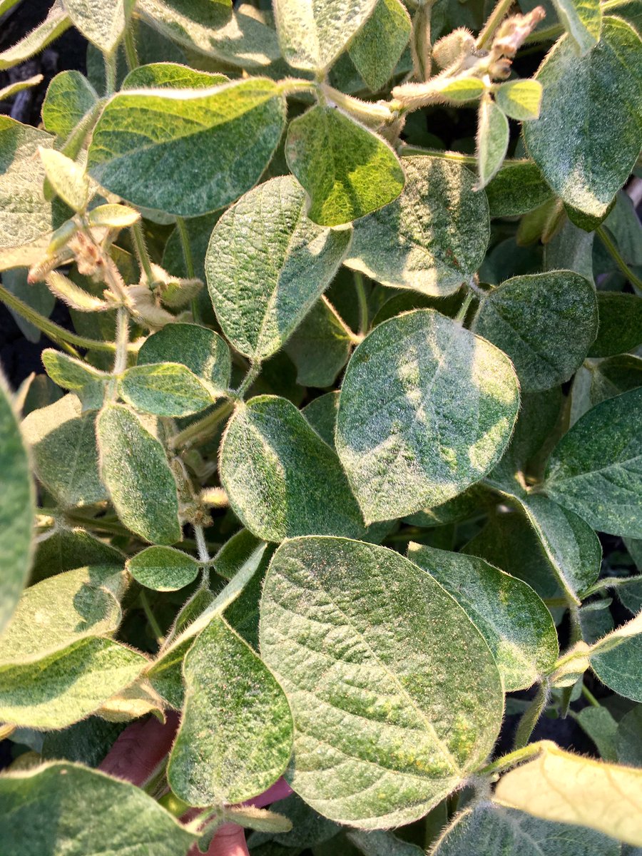 Beware of spider mites in #soybeans. Tiny but they're out there! Small brown walking speck! #spray17 #scout17 <a href="/MbPulseGrowers/">MPSG</a>
