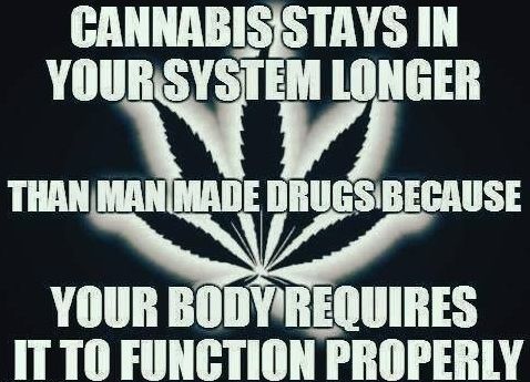 PotValetSB's tweet photo. Cannabis stays in your system longer than manmade drug because your body requires it to function properly. https://t.co/GkBLSoKZkb https://t.co/nLrxF4YM7x