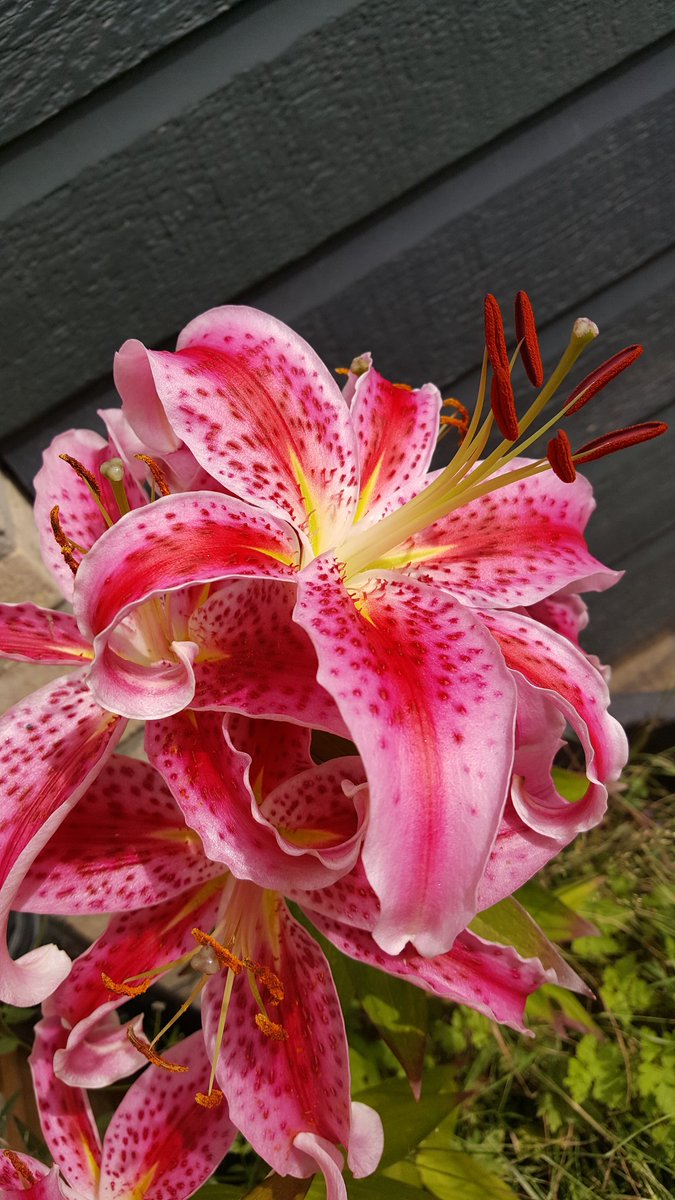 enzolwd's tweet photo. Mooi hè 😍 @mijntuin_org @tuinen_nl https://t.co/3rx5SetDXM