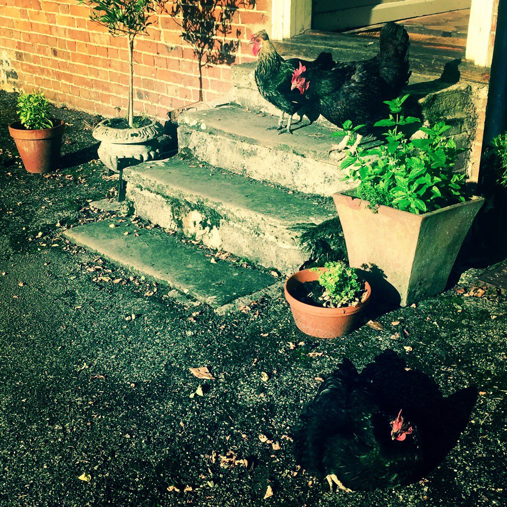 PhilippaVereker's tweet photo. @CornwallHour chickens on my doorstep! #yourdoorstep #shoo https://t.co/KTsAuLTphm