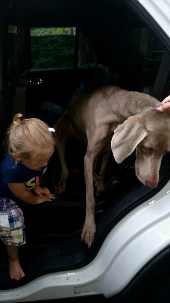 dovermapd's tweet image. Gracie liked her courtesy transport so much she wanted to help Sgt Mick finish his patrol shift #PoochWouldntGetOut