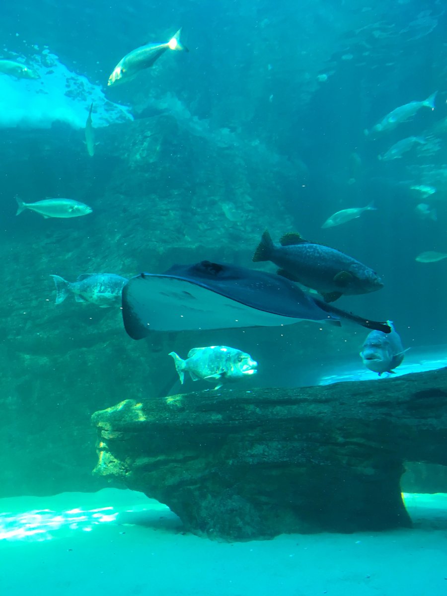 FlowComms's tweet photo. The vast I&J Ocean Exhibit at #FlowCT client @2OceansAquarium is a great place to spend a rainy day mesmerised by fascinating marine life https://t.co/SnDHNHYBph