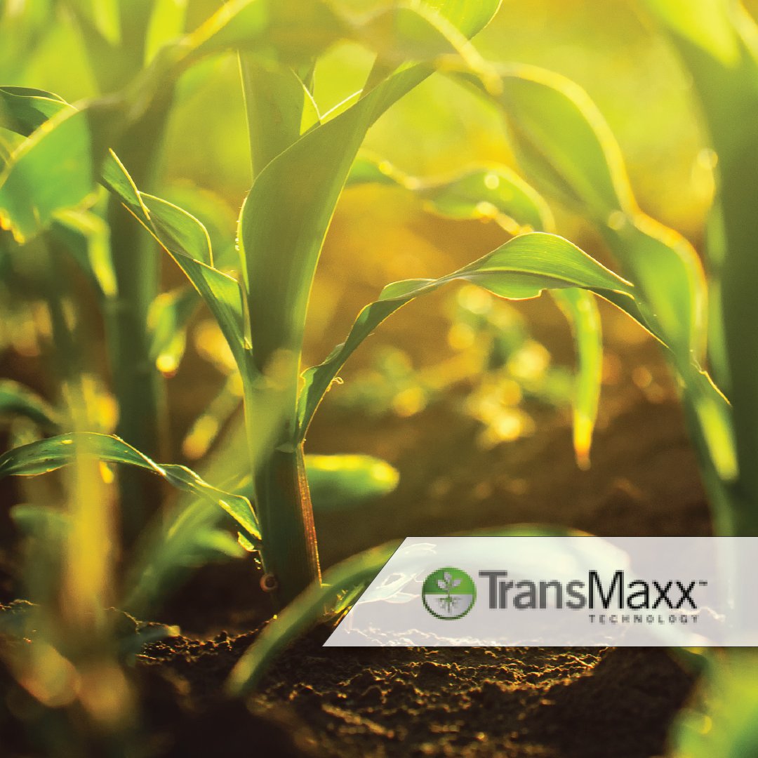 ConceptAgriTek's tweet photo. With #TransMaxxTechnology, you can deliver #calcium and other #nutrients to the root zone with a #foliar application. https://t.co/GchcUm6ej3