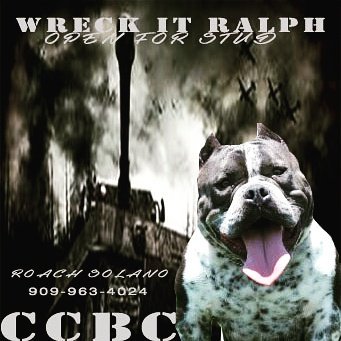 roach_solano's tweet image. My boy Wreck-It Ralph is open for stud #studservice #WreckItRalph #CCBC #Caliconnectedbullycrew #SOLANOSBULLYS 🔌