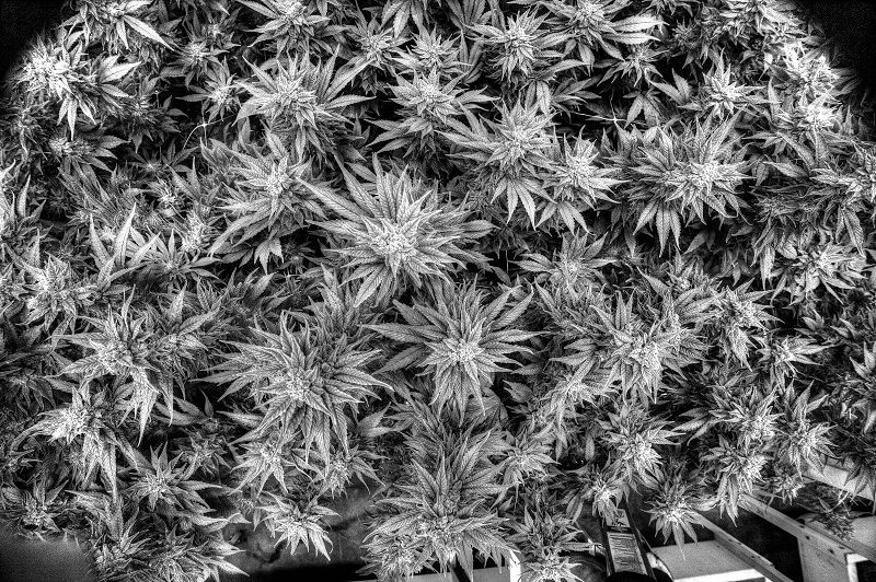 _AdamBierman_'s tweet photo. Bill Introduced to #Decriminalize #Marijuana in Texas https://t.co/dcZhxlIM98 https://t.co/rAw9kYQByw
