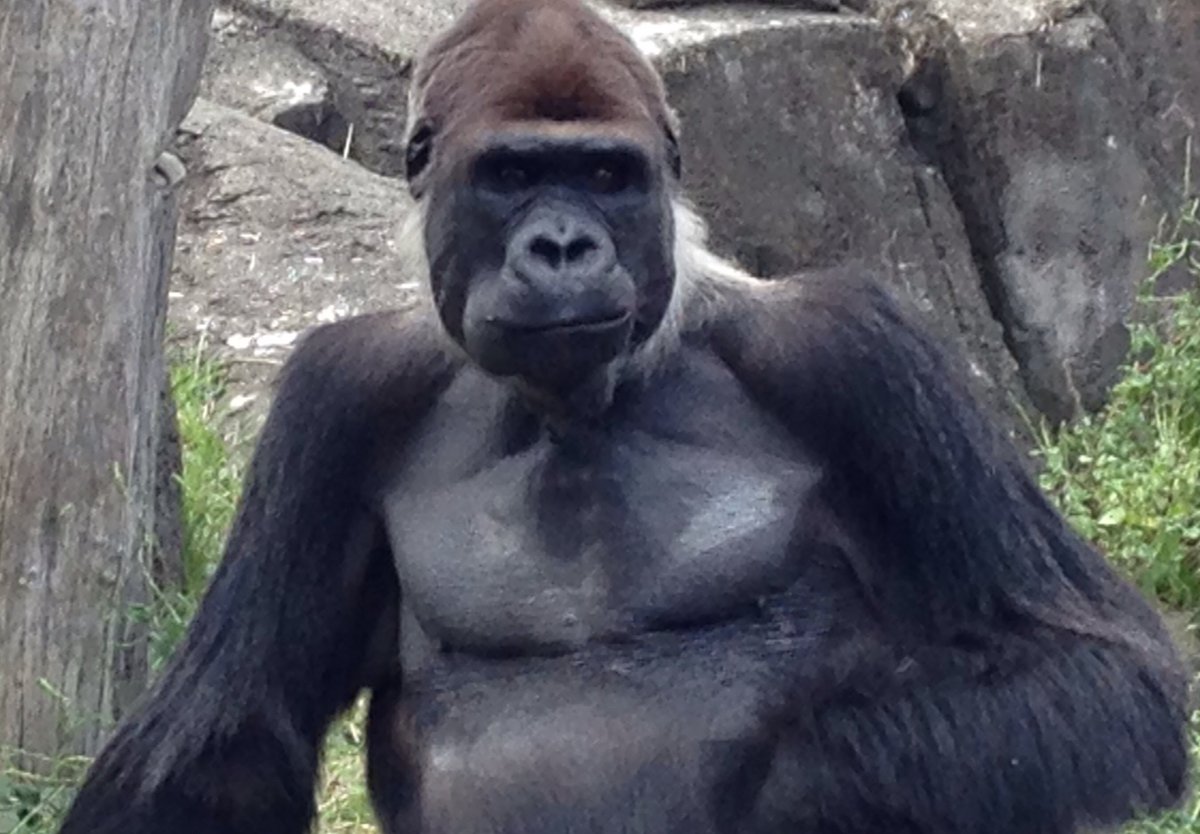 夏休み子ども科学電話相談 なんでゴリラはうんちを投げるの 動物園にいるゴリラだけの特殊な うんち投げ の理由 4ページ目 Togetter 夏休み子ども科学電話相談 なんでゴリラはうんちを投げるの 動物園にいるゴリラだけの特殊な うんち投げ の理由 4ページ目 Togetter