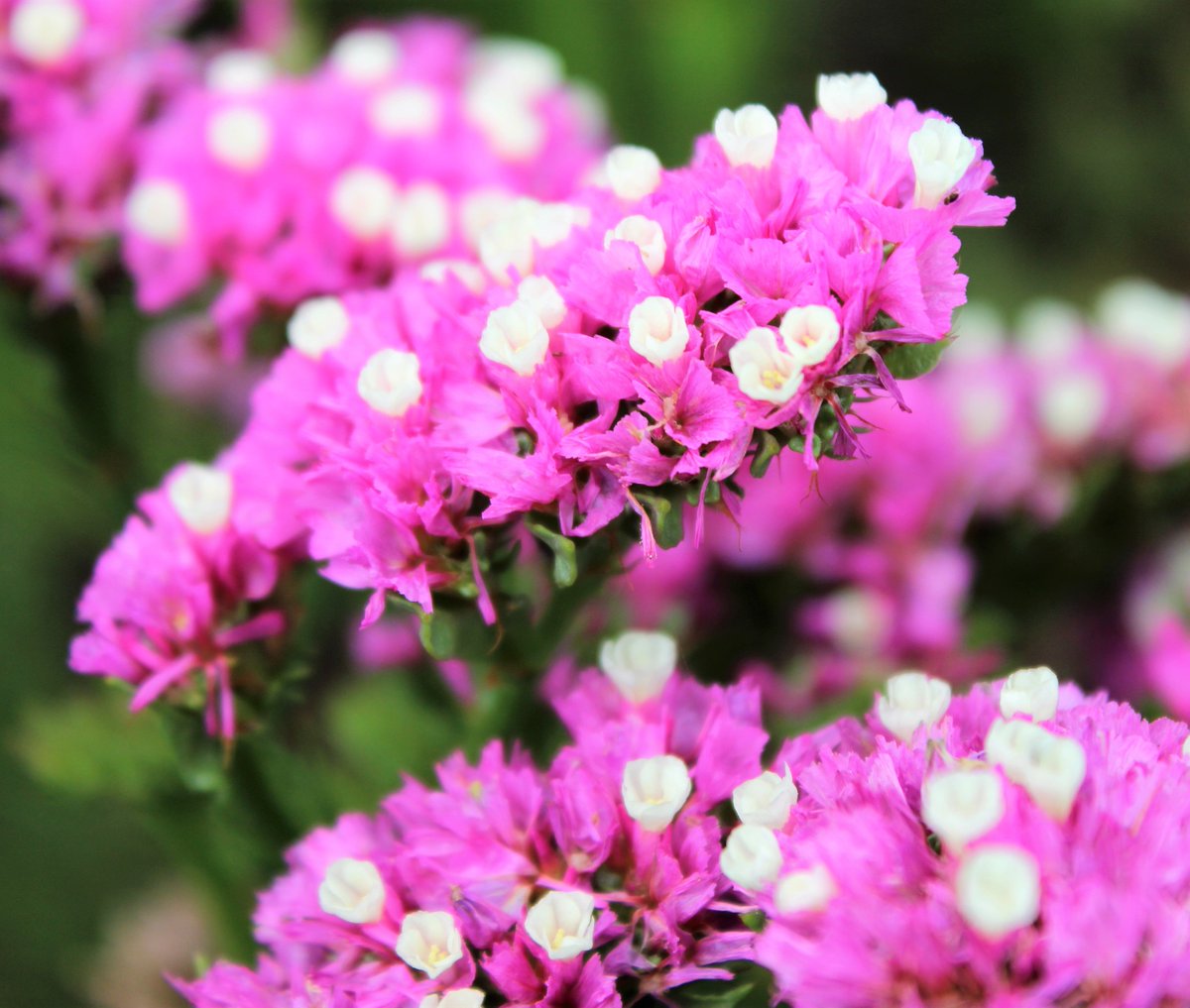 Vtifカスタマイズ 花写っと スターチス 花期は過ぎてるかもだが せっかくの良い花言葉の花 前回は切り花で 今回は畑で咲いている所のをup スターチス全般の花言葉 変わらぬ心 途絶えぬ記憶 紫スターチス しとやか 上品 ピンクスターチス 永久