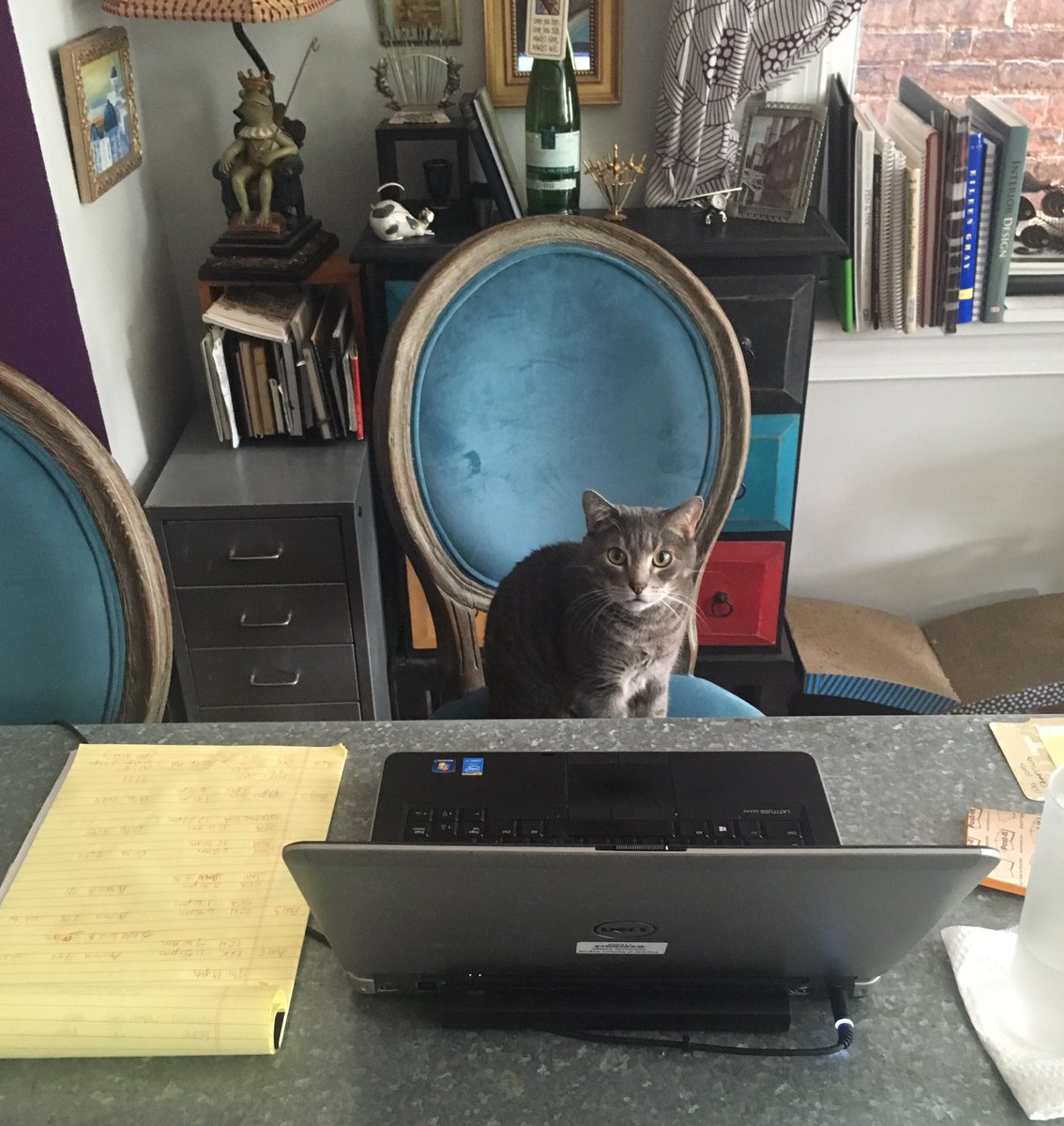 lisahfitz's tweet photo. Dr Watson has class prep under control. #DrWatson - #ProfFitz #educatorlife - #NVCCInteriorDesign https://t.co/CzLMP3qgro