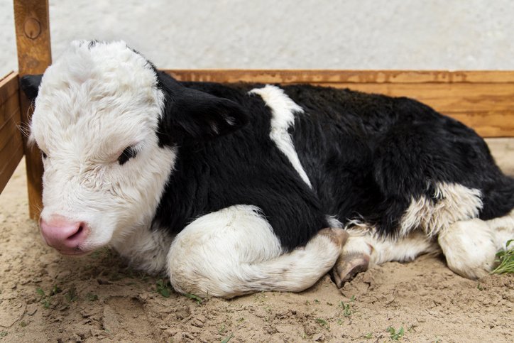 CDCgov's tweet photo. A multidrug-resistant Salmonella outbreak is making calves and people sick. Get safe handling tips. https://t.co/bEeE3BhSXB https://t.co/D45yws8fhk