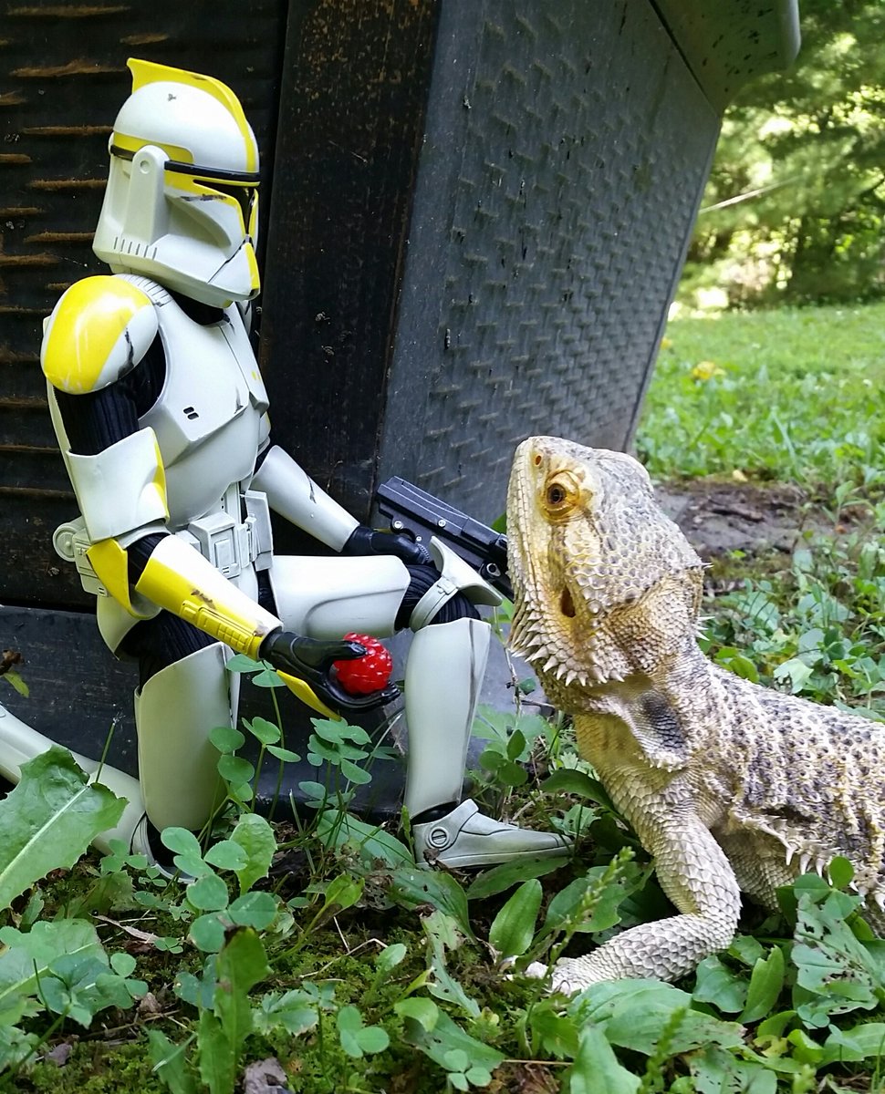 Jace_Mereel's tweet photo. A clone and his dragon buddy enjoying some berries before the next recon mission. BECOMING BETTER

#COMMANDERCHRIS #BeardedDragon #Shivers https://t.co/gmpLtp9J5u