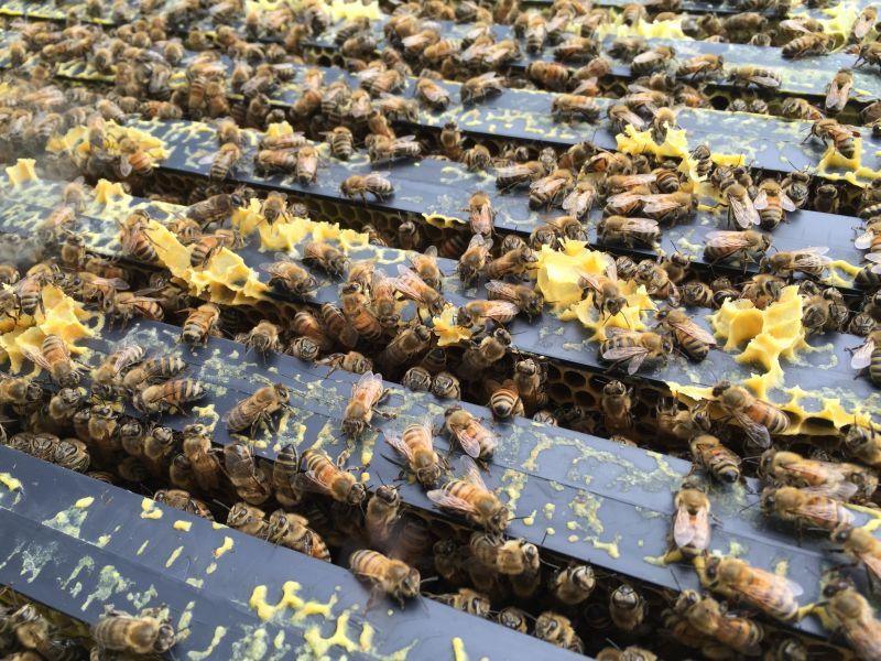 To Bee Or Not To Bee: Becoming a Beekeeper bit.ly/2ho7AX8 https://t.co/0b46pZKSXa