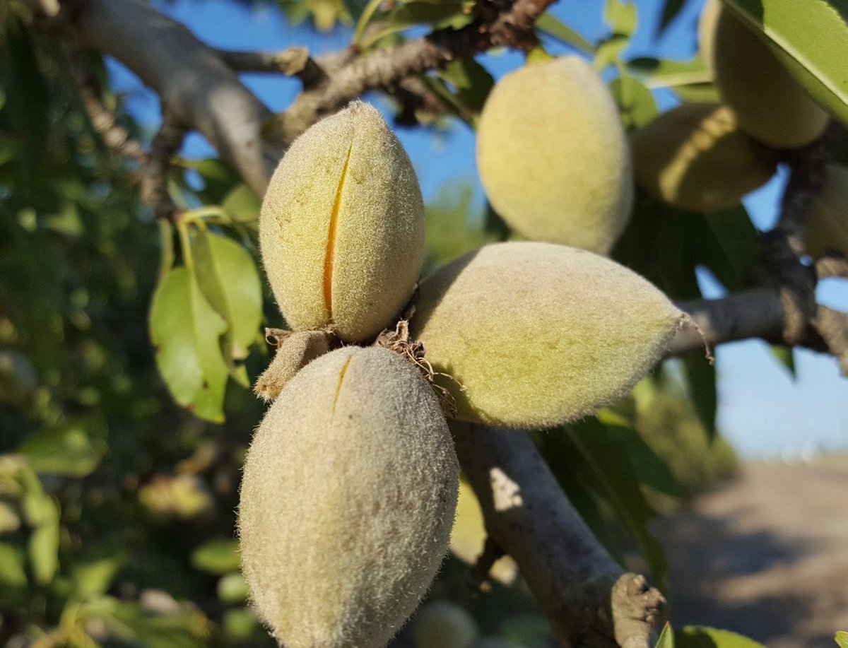 aehofficial's tweet photo. No one is perfect...but ALMONDS come very close! 

https://t.co/uoUynVB6wx

#organic #raw #vegan #paleo #california #almonds https://t.co/0MXsrMojlQ