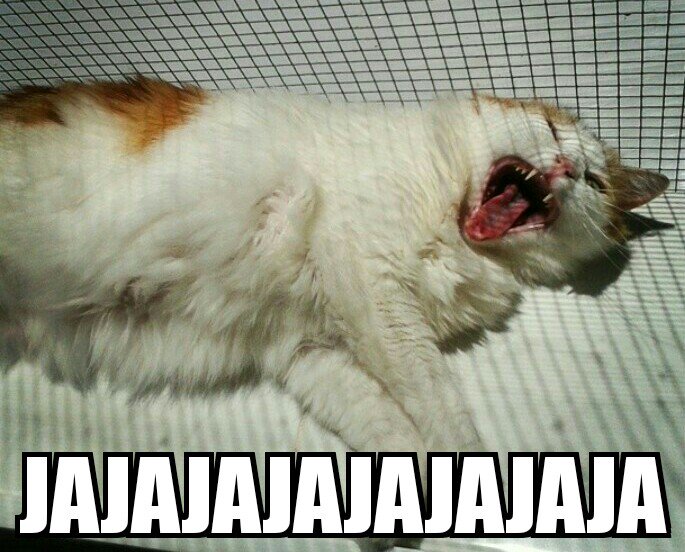 LadyBossMemes's tweet photo. @LadyBossChannel ¿Cabrona yo? Claro que no ( ͡° ͜ʖ ͡°) 😂😂😂 https://t.co/SnWkNSVX2Y
