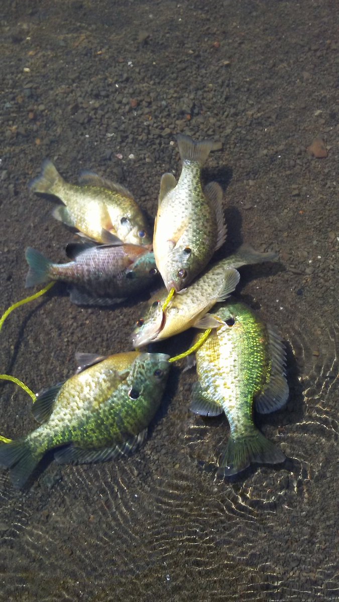 Jessverdugo's tweet photo. Fishing for bluegill and green sun fish with our St. Croix light actions rods. https://t.co/tCAPZB9ZPH