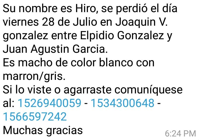 reinagatito's tweet photo. Se llama Hiro,se perdió el día viernes 28 de Julio en Joaquin V. gonzalez entre Elpidio Gonzalez y Juan Agustin Garcia.
Denle RT.!! https://t.co/Y6RIlTNPeO
