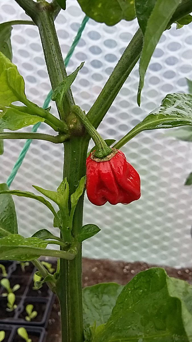 GiantVeg's tweet photo. This chilli is hottttt @autisticgardner @mr_plantgeek @rareseeds @Botanygeek @TobyBuckland @LoveYourGarden2 @careif @KederGreenhouse @TNCuk https://t.co/dZlufuKPku