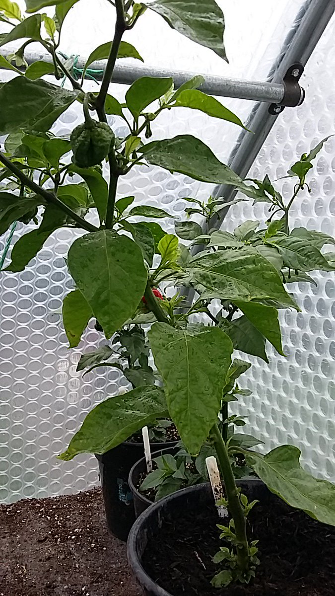 GiantVeg's tweet photo. This chilli is hottttt @autisticgardner @mr_plantgeek @rareseeds @Botanygeek @TobyBuckland @LoveYourGarden2 @careif @KederGreenhouse @TNCuk https://t.co/dZlufuKPku