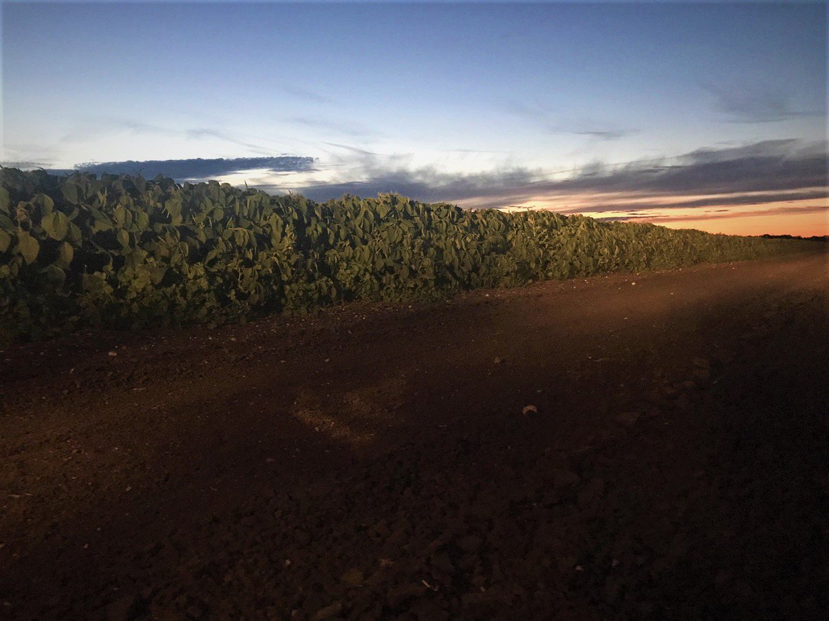 QuarrySeed's tweet photo. I call it a #DylanoR2X #Soybean wall! 
@Prograin_West #summertime #dirtroads #sunsetsontheprairies https://t.co/M6EZ043eRm
