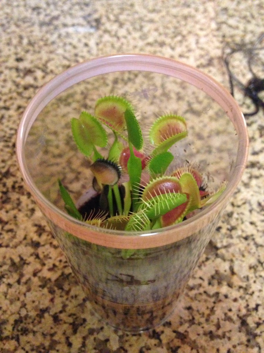 Mine and Nolan's amusement for tonight!  #venusflytrap #the collective